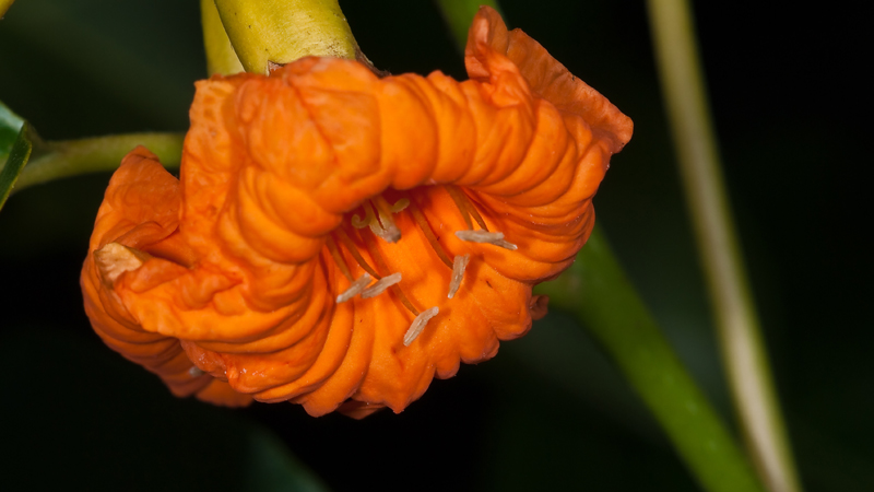 058 Blume 058 Blume